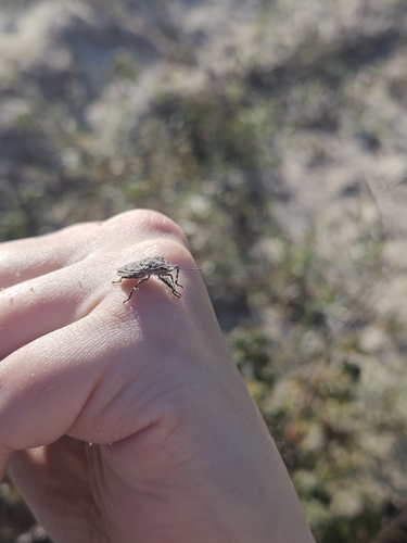 Four-humped Stink Bug