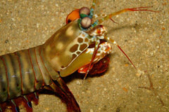 Peacock Mantis Shrimp