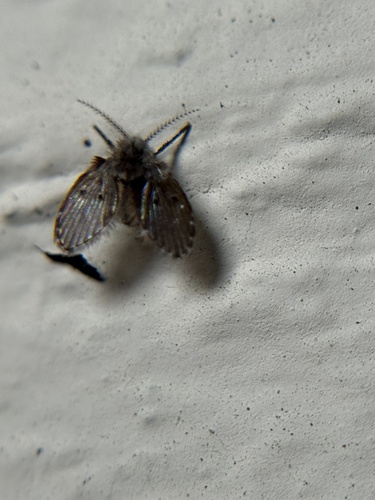 Unknown species found near Vashon Island, Vashon, WA, US