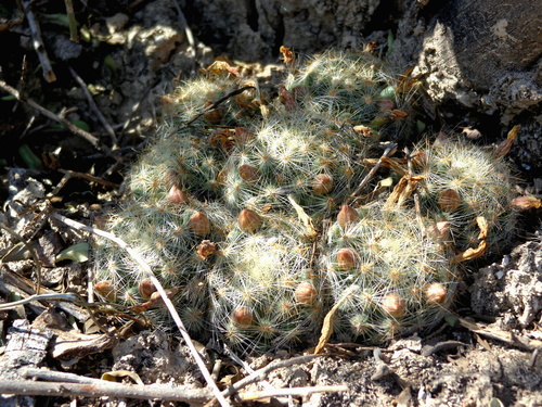 Mammillaria baumii  iNaturalist