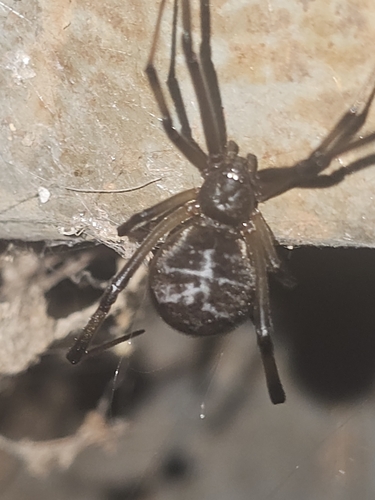 Brown Widow