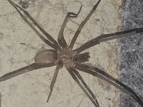 Southern House Spider