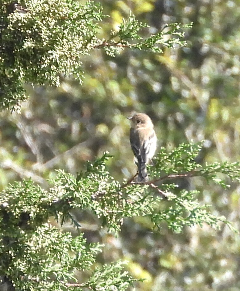 Observation from Djoudj National Bird Sanctuary