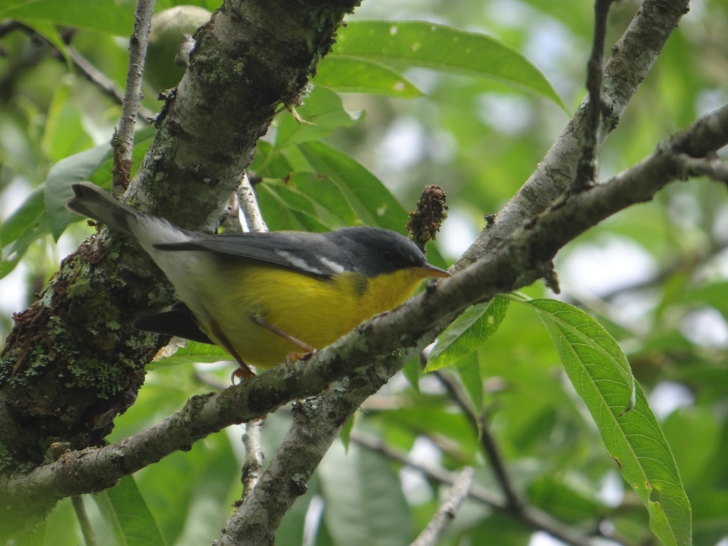 Observation from Djoudj National Bird Sanctuary