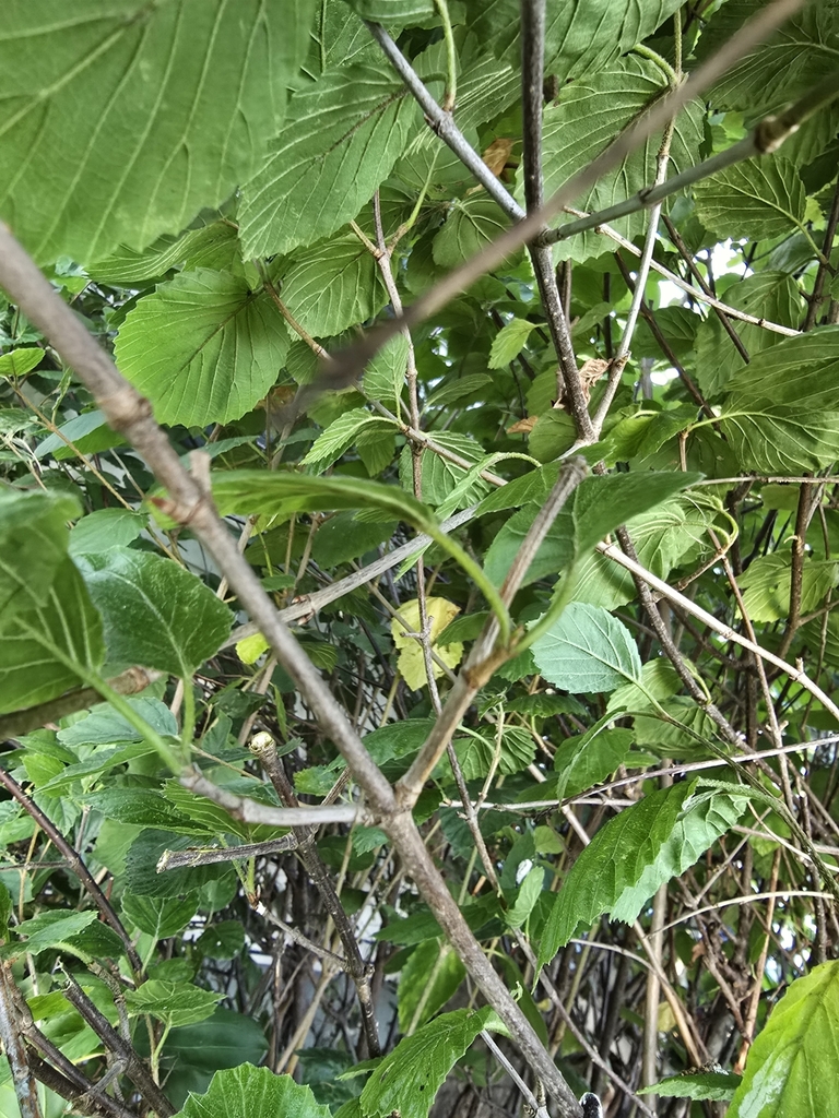 Observation from Djoudj National Bird Sanctuary