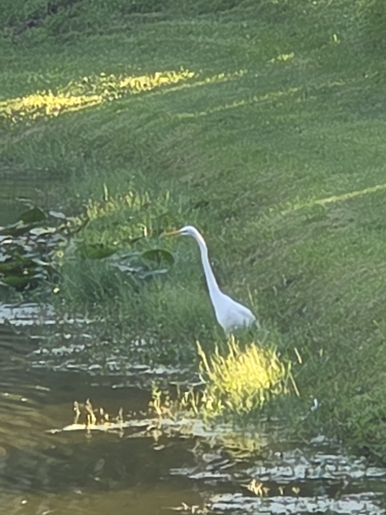 Observation from Djoudj National Bird Sanctuary