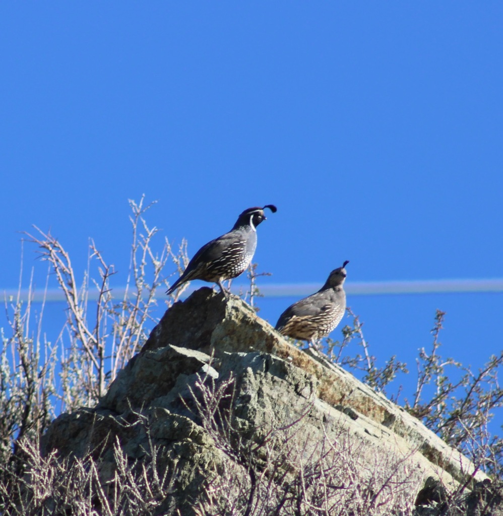 Observation from Cape Floral Region Protected Areas