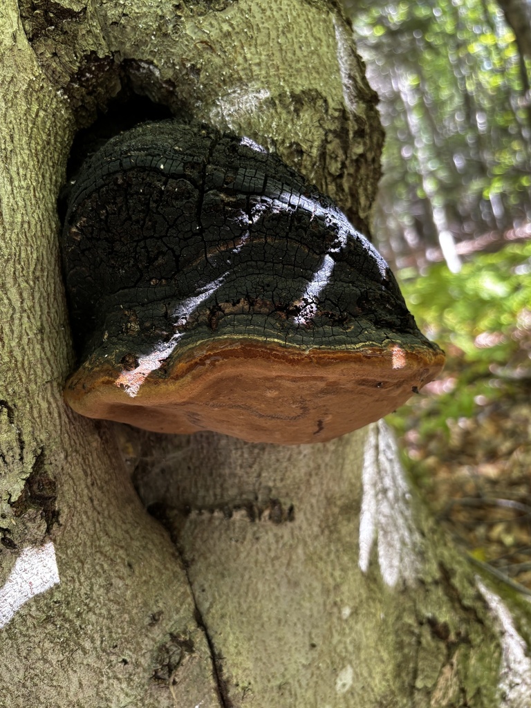 Observation from Hyrcanian Forests