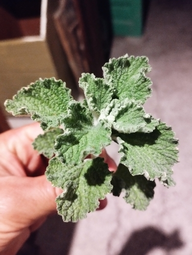 White Horehound