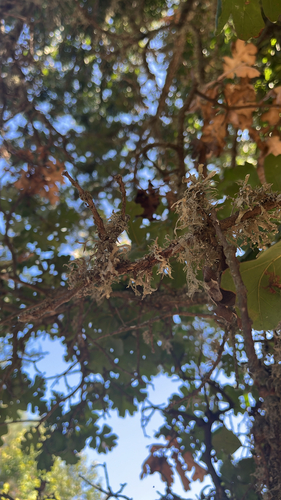 iNaturalist observation photo of bushy lichens