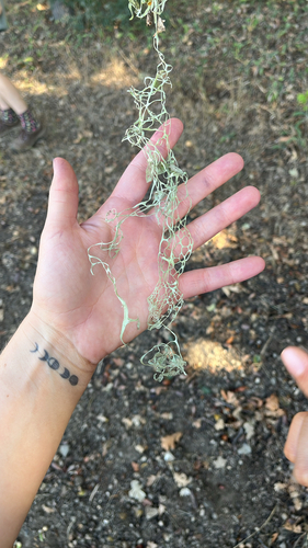 iNaturalist observation photo of lace lichen