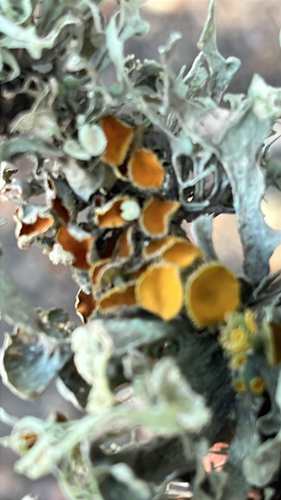 iNaturalist observation photo of Golden-eye Lichen
