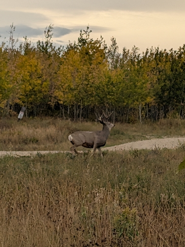 Mule Deer