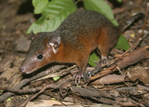 Hooded Red-sided Opossum (Monodelphis palliolata) · iNaturalist