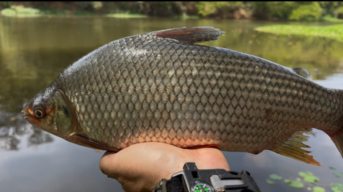 Prochilodus lineatus