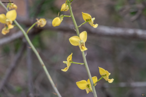 Eulophia image