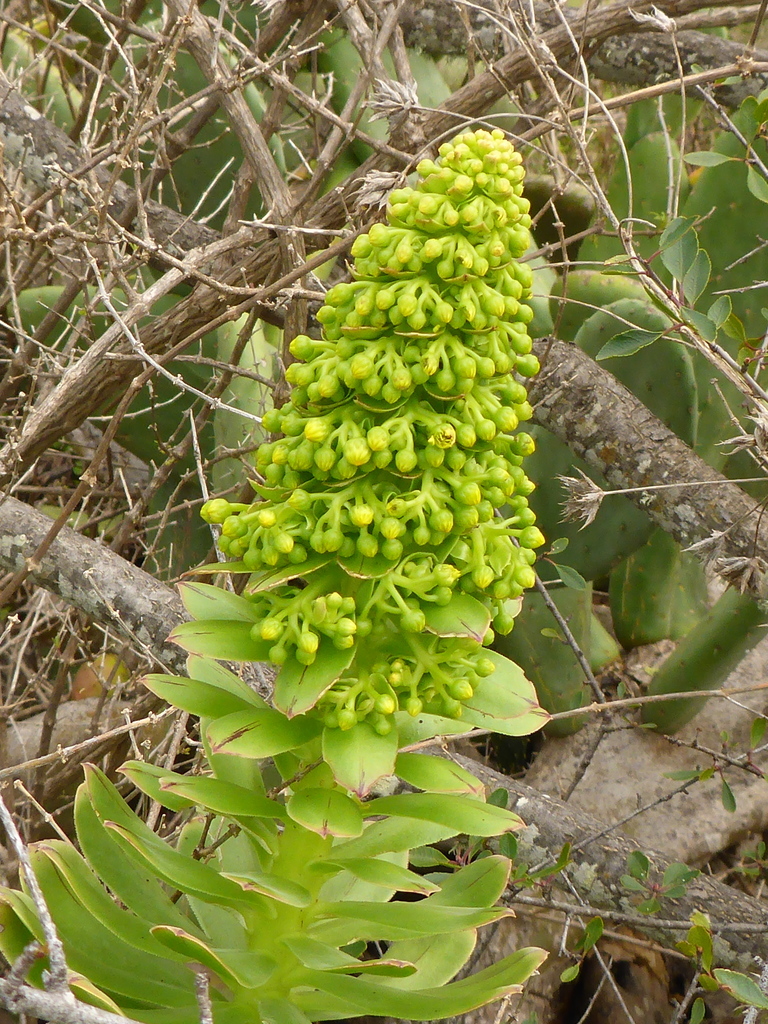 Siempreviva Arbórea (Aeonium arboreum) · Natusfera