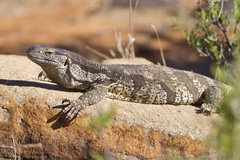 Rock Monitor