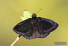 Caribbean Duskywing - Photo (c) Judd Patterson, all rights reserved, uploaded by Judd Patterson