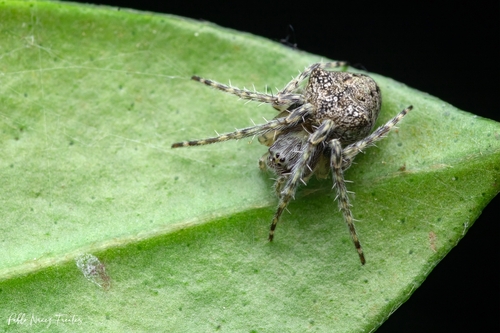 Nicolepeira transversalis