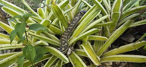 Coastal Carpet Python sighting