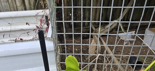 Coastal Carpet Python sighting