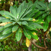 Euphorbia stygiana - Photo (c) Joao Tiago Tavares, all rights reserved, uploaded by Joao Tiago Tavares