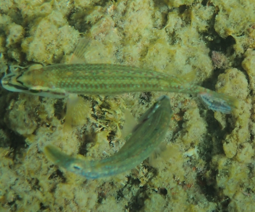 Symphodus tinca