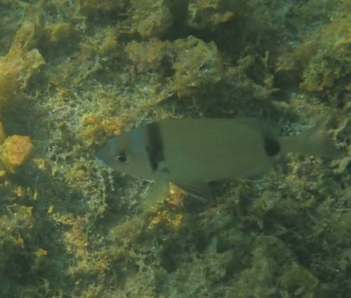 Diplodus vulgaris