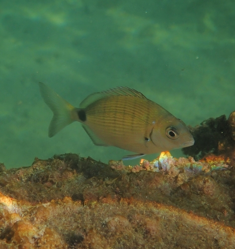 Diplodus sargus
