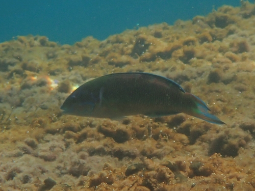 Thalassoma pavo