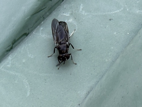 Unknown species found near 15th Ave, Forest Grove, OR, US