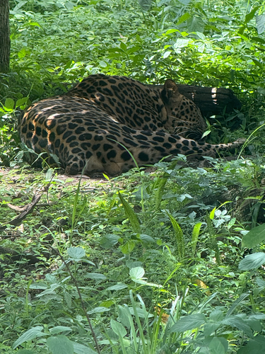 Indian Leopard