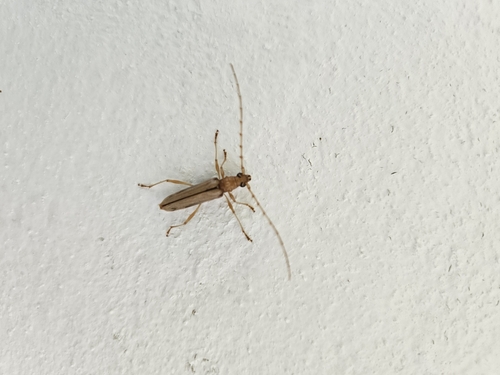 Stizocera vanzwaluwenburgi