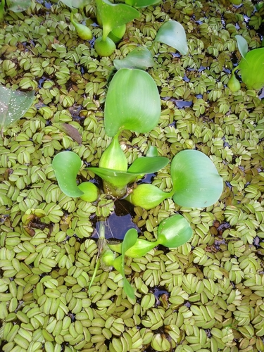 common water hyacinth