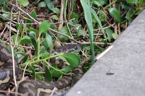Coastal Carpet Python sighting