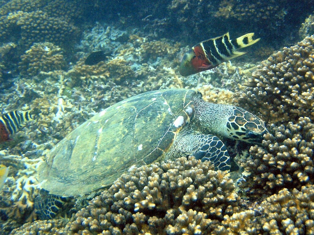 Hawksbill Sea Turtle