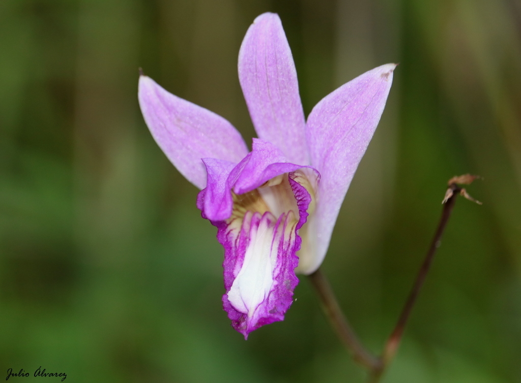 Fotos de Orquídea Morada Terrestre (Bletia jucunda) · NaturaLista Mexico