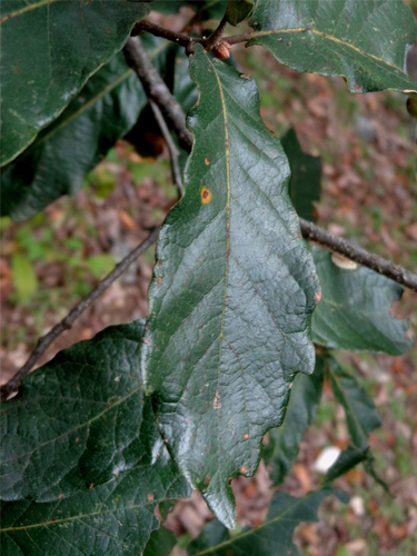 Quercus glabrescens