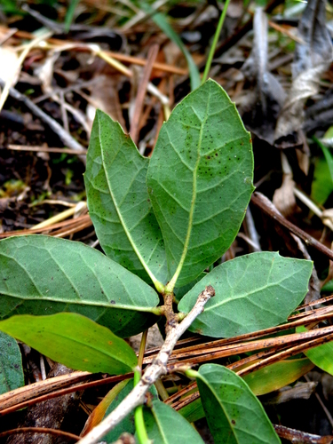 Quercus sebifera