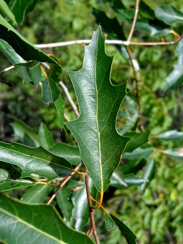 Chisos Oak
