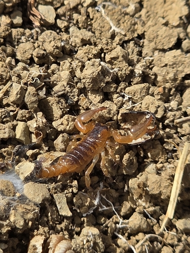 Scorpio moulouya