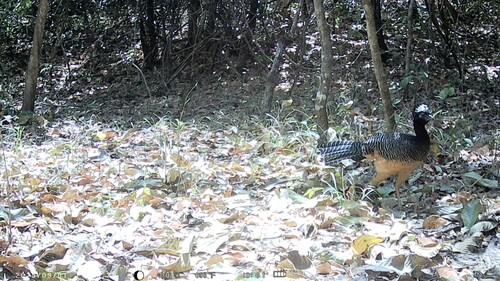 Bare-faced Curassow