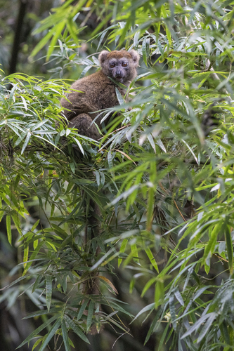 Rusty-gray Lesser Bamboo Lemur (Hapalemur meridionalis) — Vulnerable Mammalia