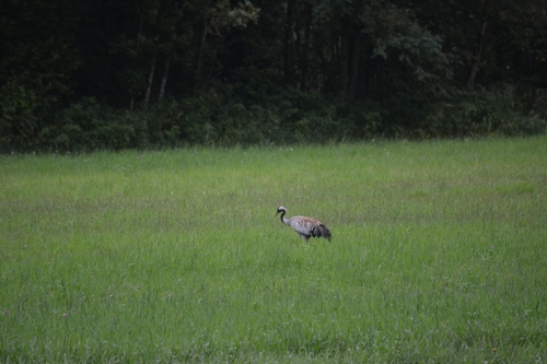 Common Crane