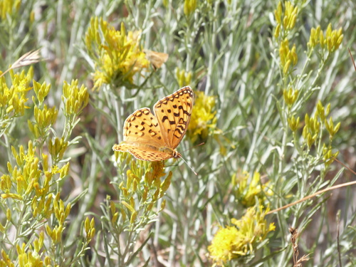 iNaturalist observation photo of Greater Fritillaries