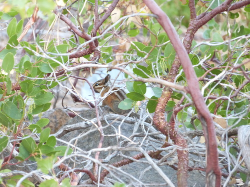 iNaturalist observation photo of Long-eared Chipmunk