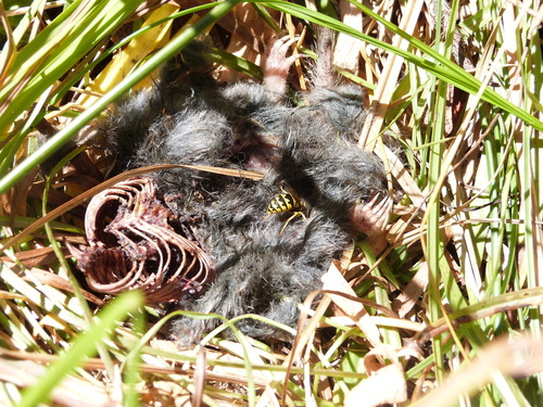 iNaturalist observation photo of Northern Broad-footed Mole