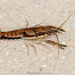 Calcasieu Creek Crayfish - Photo (c) Brad Moon, all rights reserved, uploaded by Brad Moon