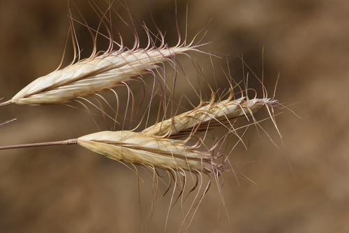 Oat Brome (Bromus danthoniae)